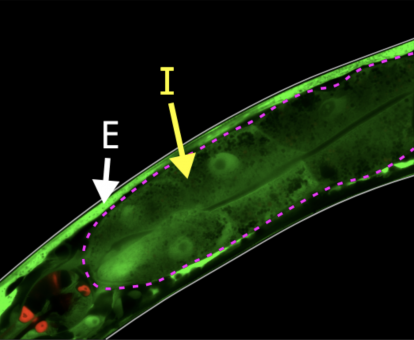 23rd International C. elegans Conference